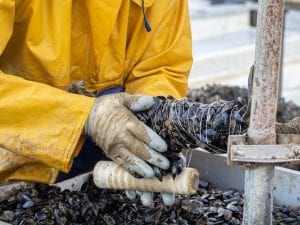 Il mare di Bacoli ha riaperto, l’epatite A non c’è più. Ma la crisi ha lasciato 350mila euro di danni agli allevatori di mitili