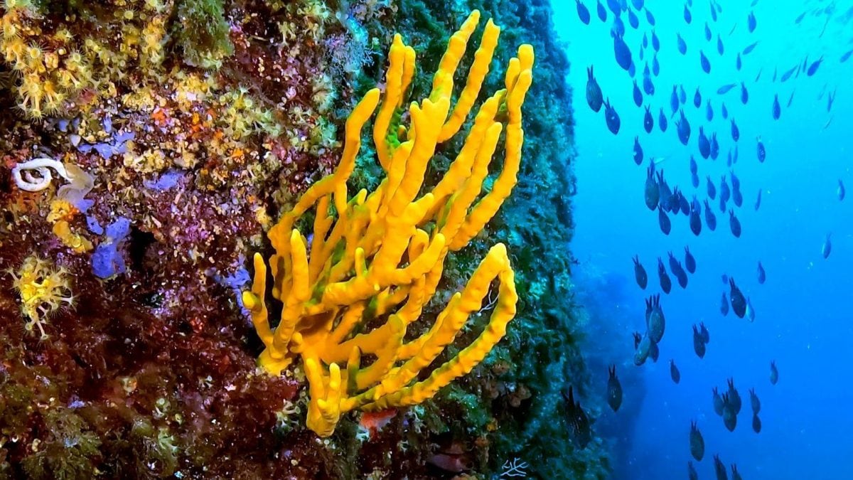 La "barriera corallina" di Napoli, lungo la costa per 18 km