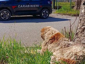 Il cane ha ferite alla gola e al corpo e le orecchie tagliate: uomo denunciato per maltrattamenti sull’animale