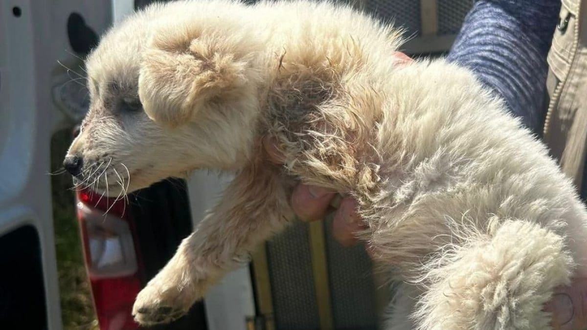 Uno dei cani salvati dai carabinieri