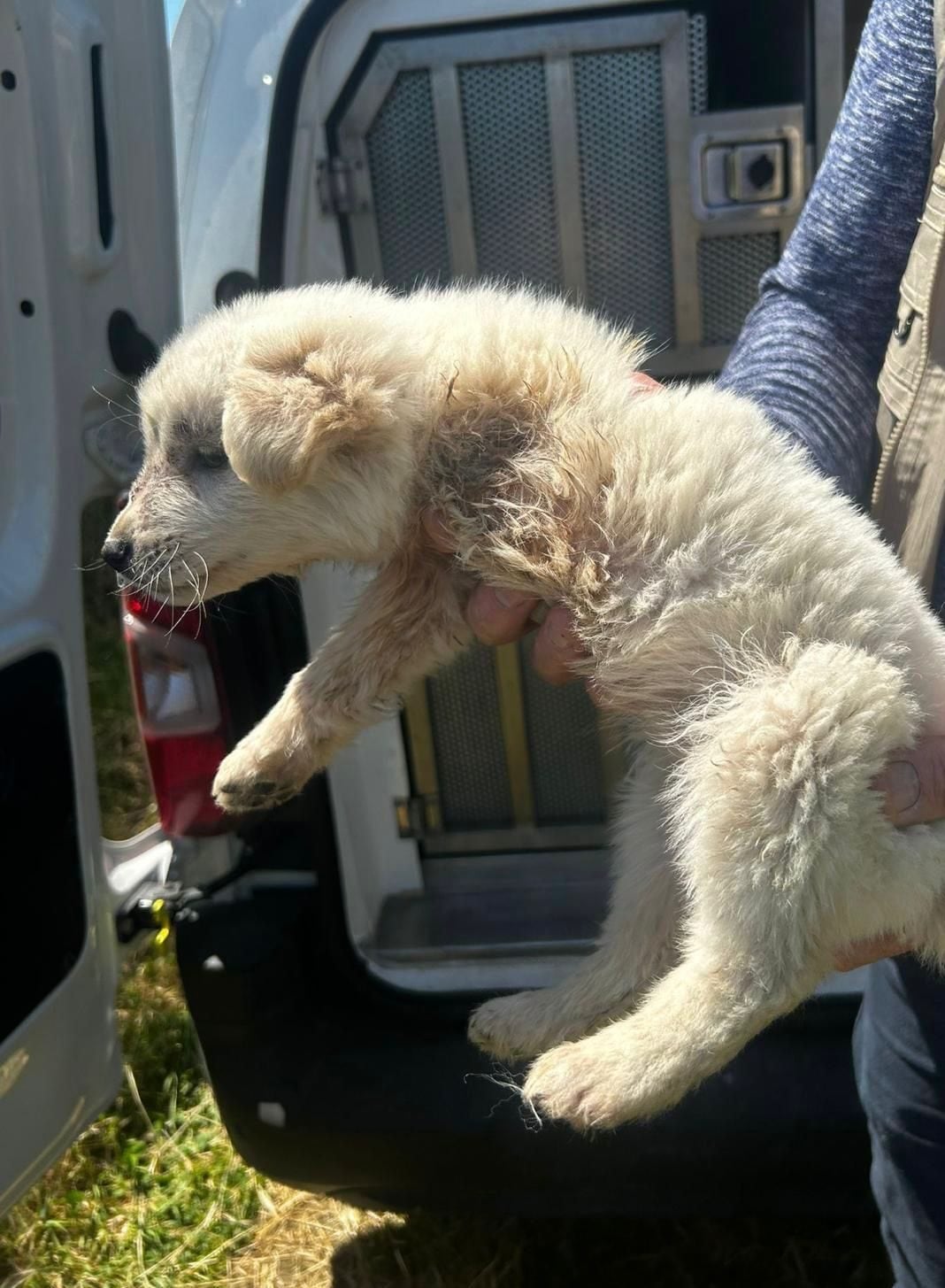 Uno dei cani, con la zampa amputata, salvato dai carabinieri a San Vitaliano, nel Napoletano