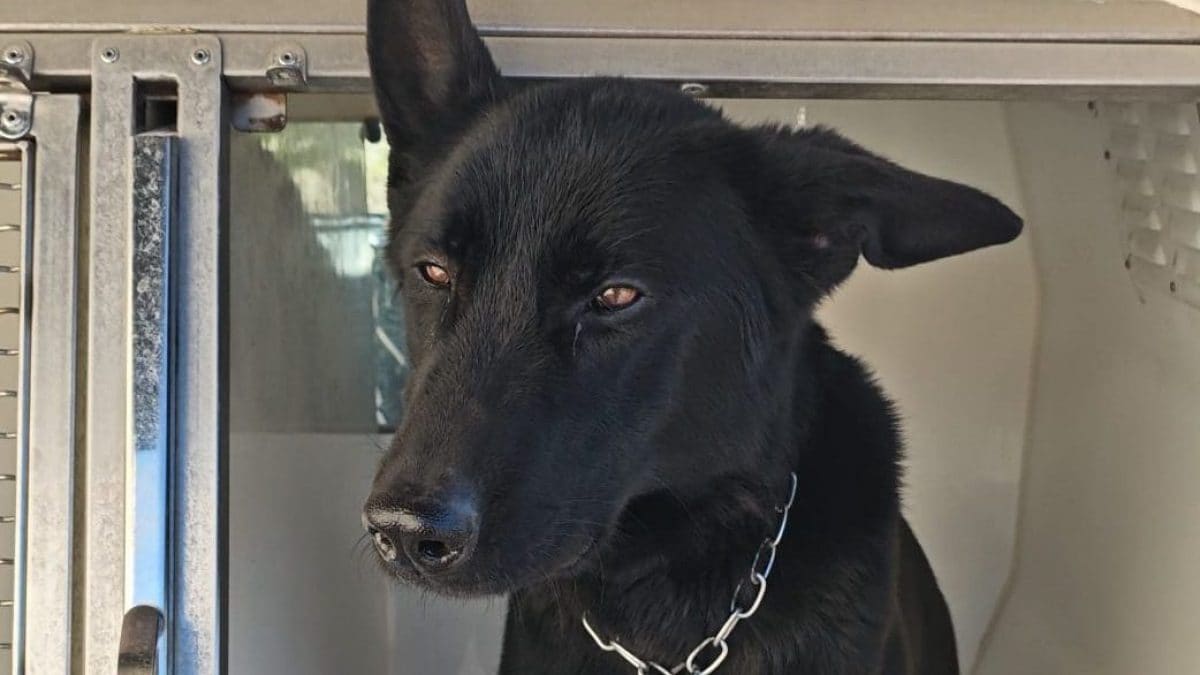 Il cane Thelma del nucleo cinofili dei Carabinieri