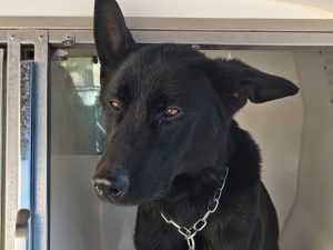 “Il cane antidroga non può entrare, c’è un gatto”: arrestati padre, madre e figlia a Castellammare