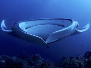 Procida, manta viva a riva tra Ciraccio e Chiaiolella: intervento della Guardia Costiera
