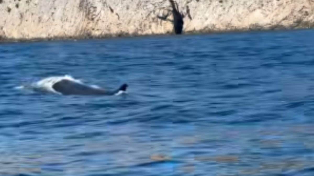 La balenottera nel Golfo di Napoli (Barracuda Diving)