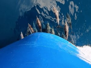 Danza blu tra le onde: il traghetto da Procida incrocia i delfini, lo stupore a bordo