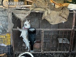 Cani chiusi in gabbia tra gli escrementi, allevame