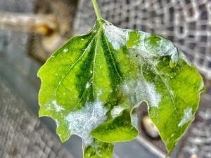 Cimici dei Platani, l’allarme di Gennaro Capodanno: “Al Vomero allarme inascoltato”
