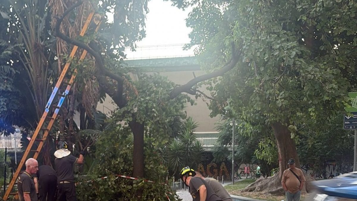 L’albero pericolante al Vomero messo in sicurezza dai pompieri