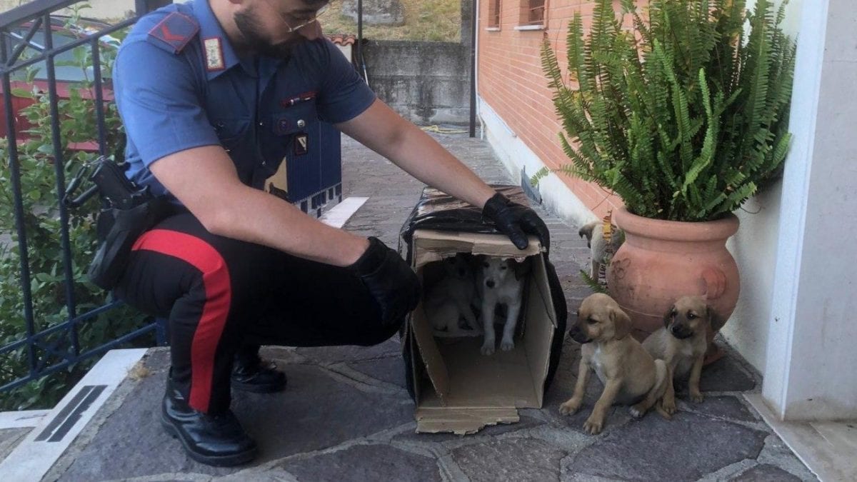 I cuccioli abbandonati a Sturno e salvati dai carabinieri