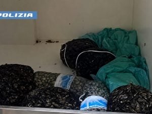Fermato sulla Tangenziale di Napoli: 70 kg di cozze e vongole senza documenti nel furgone