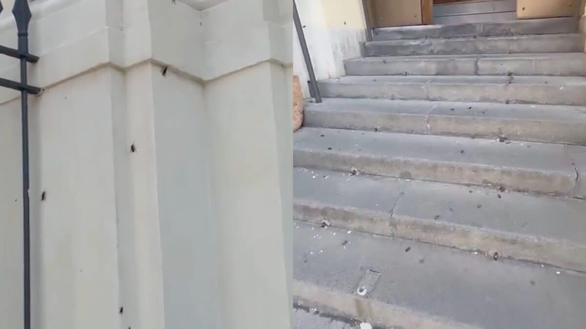La chiesa "assaltata" dalle blatte