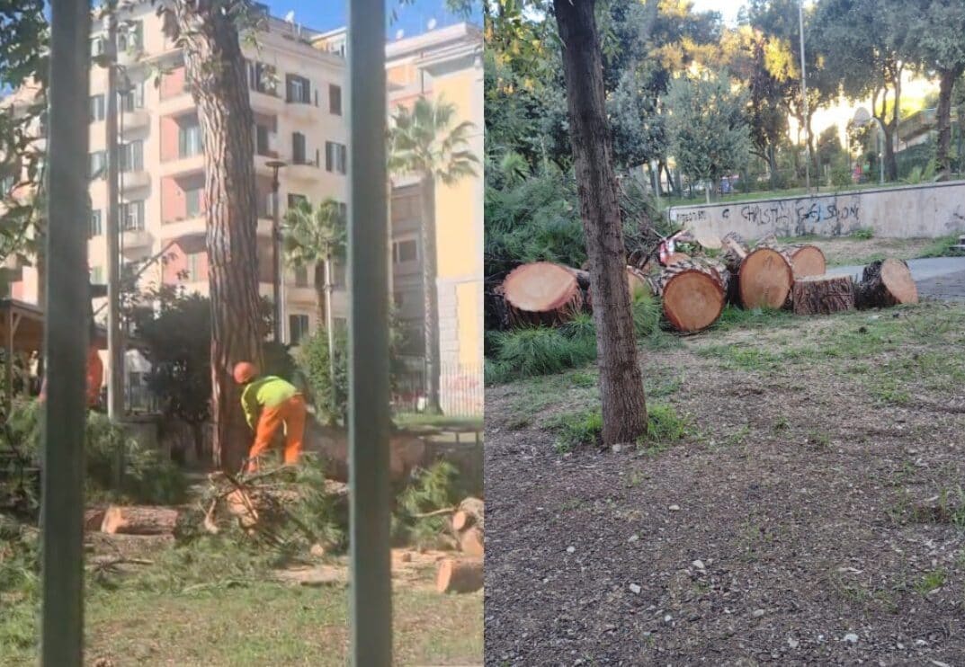 Vomero, abbattuti due pini al Parco Mascagna. Il Comune: "Continue allerte meteo, erano a rischio crollo"