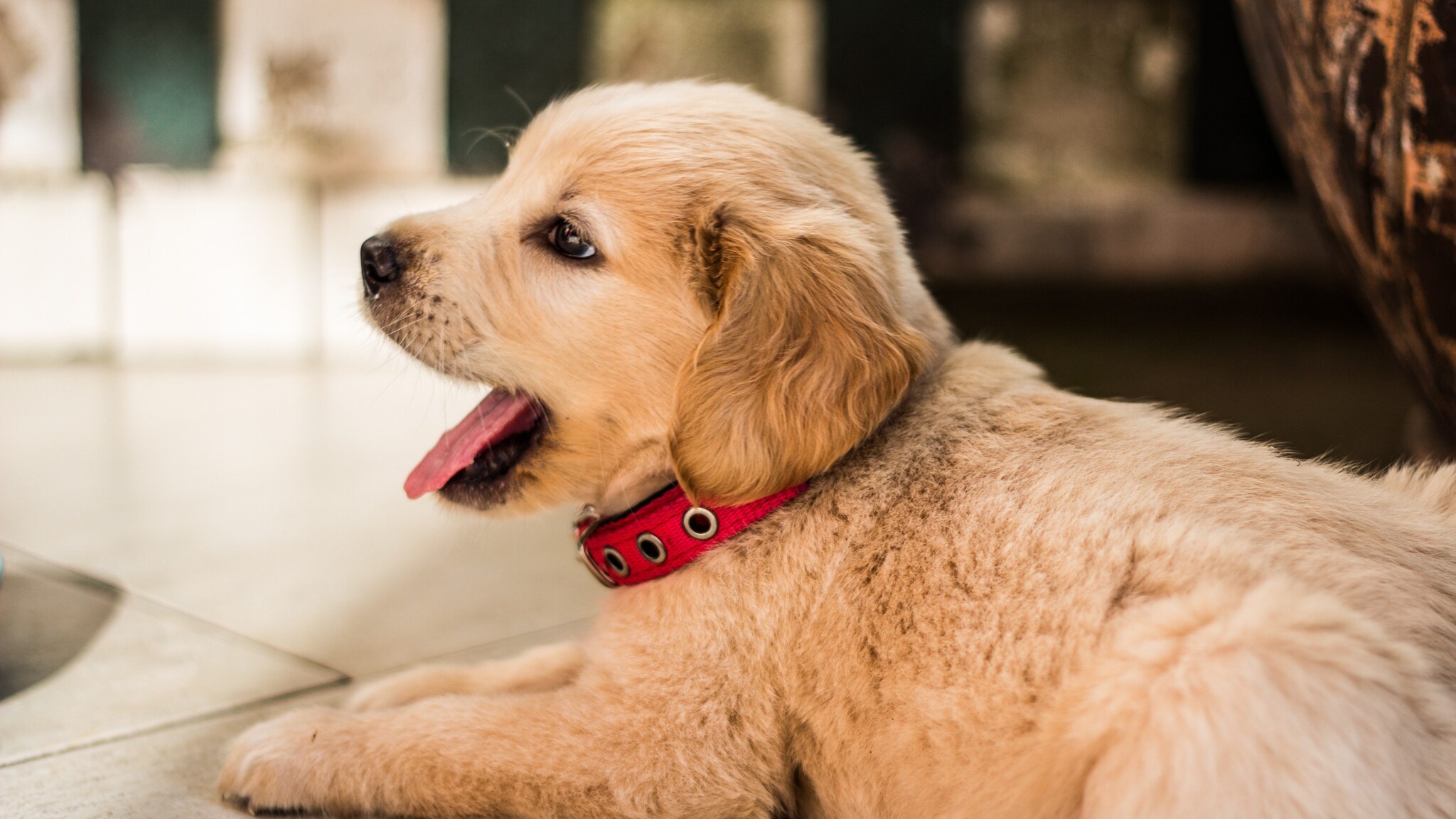 nomi per cani maschi