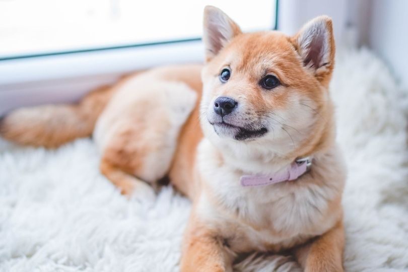 nomi per cane femmina