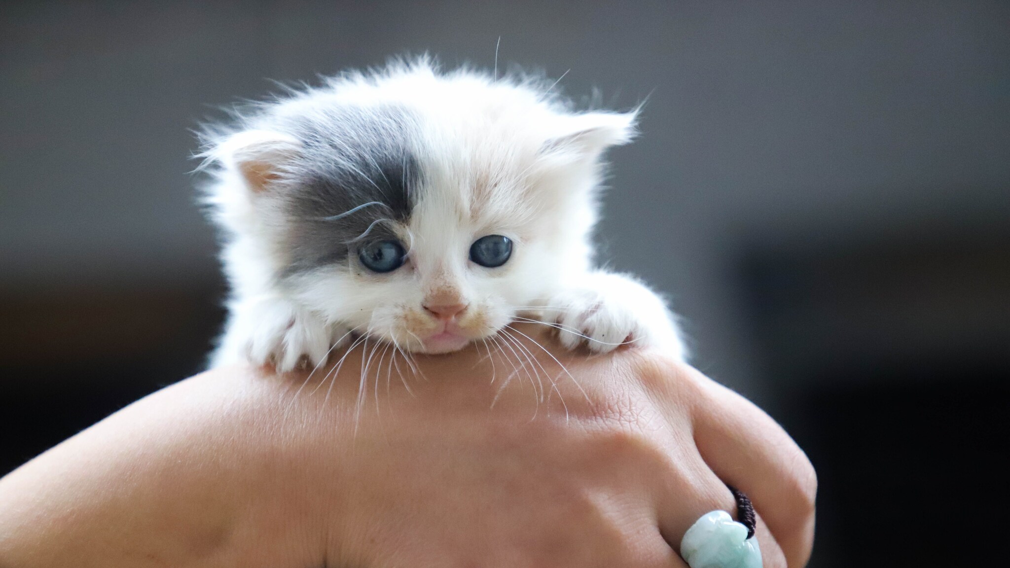 nomi per gatti