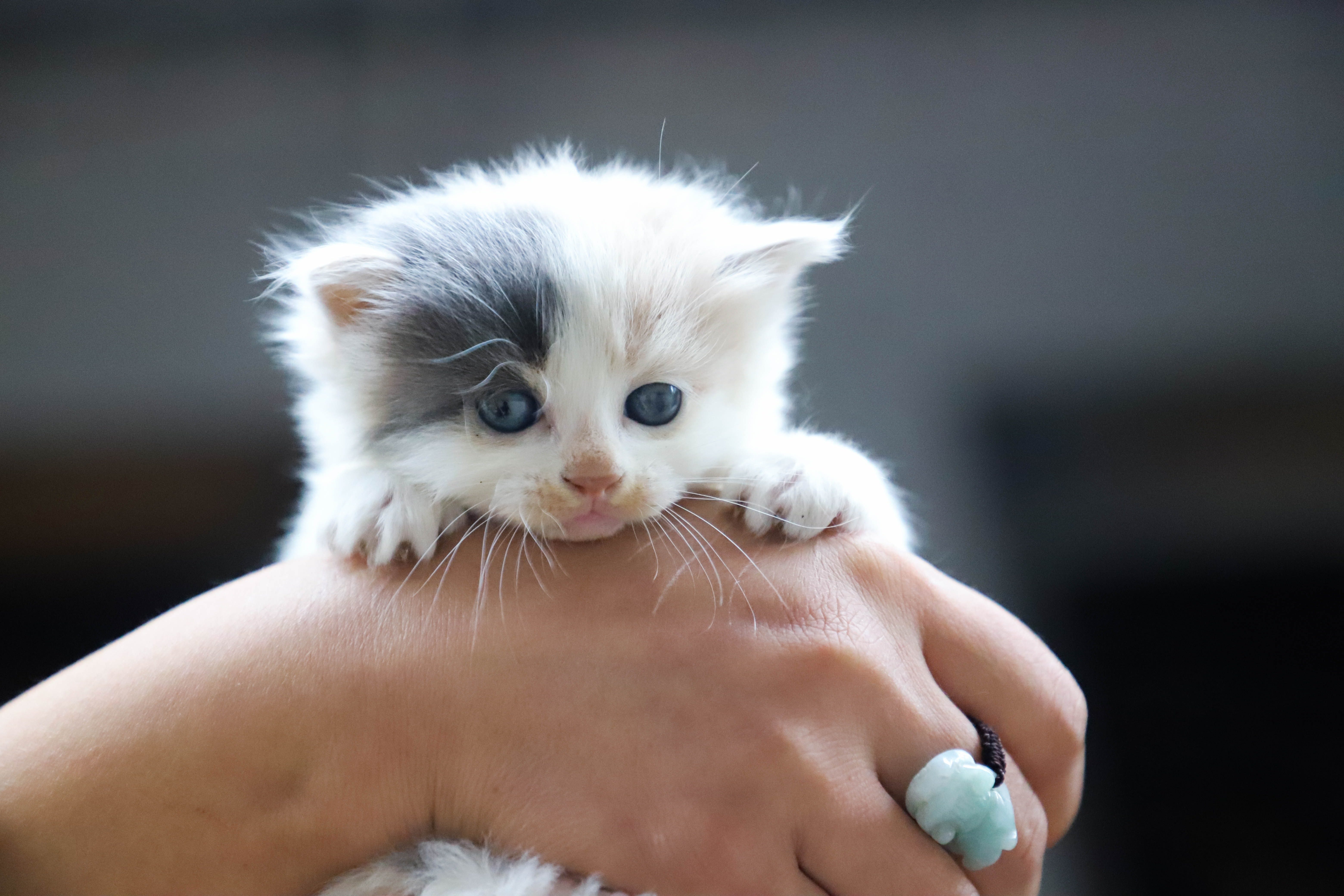 nomi per gatti
