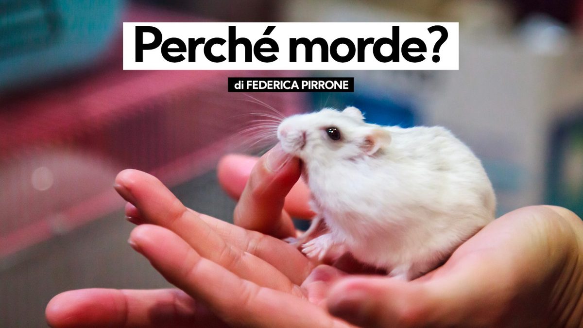 criceto morde kodami