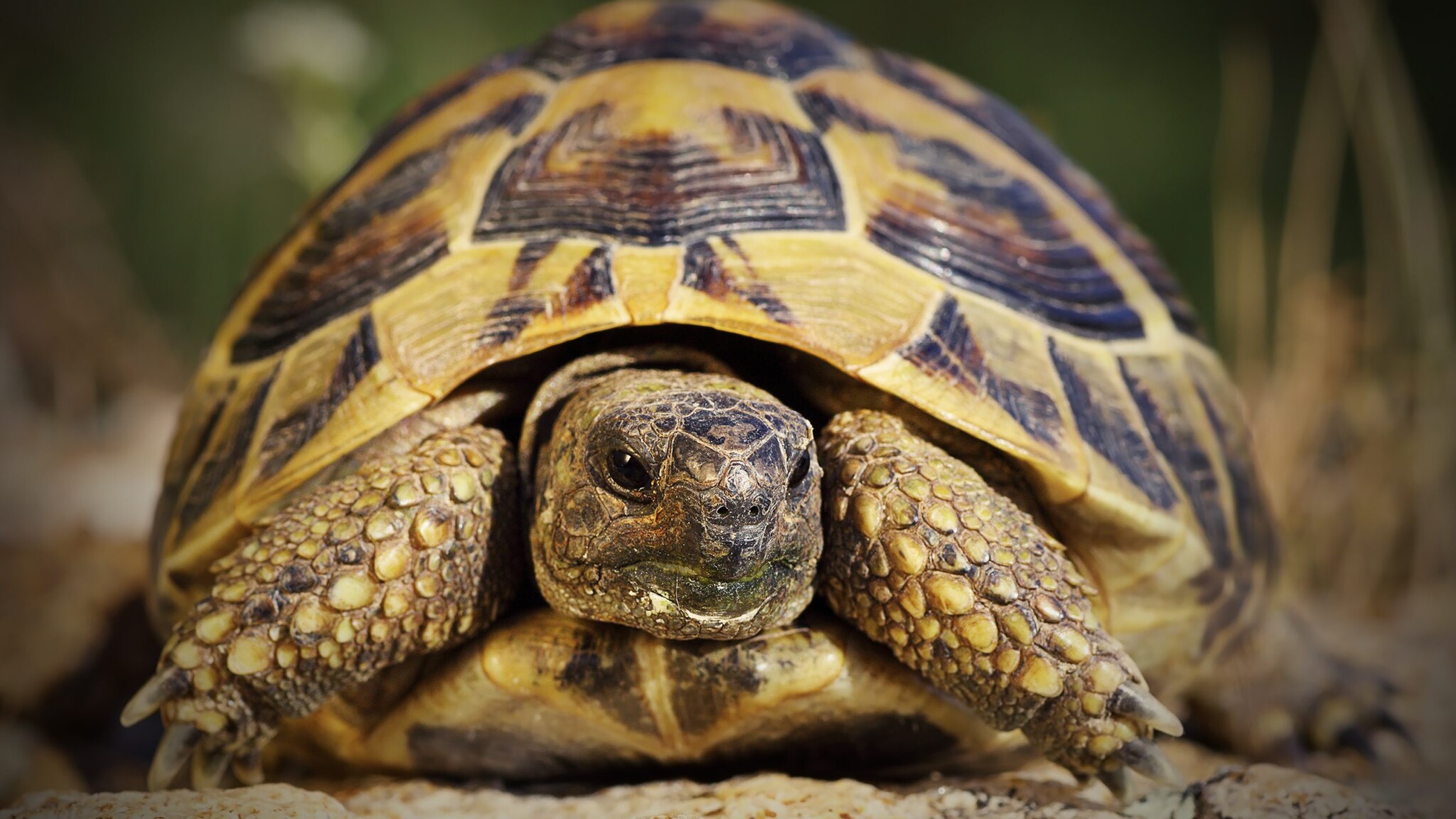 testudo hermanni