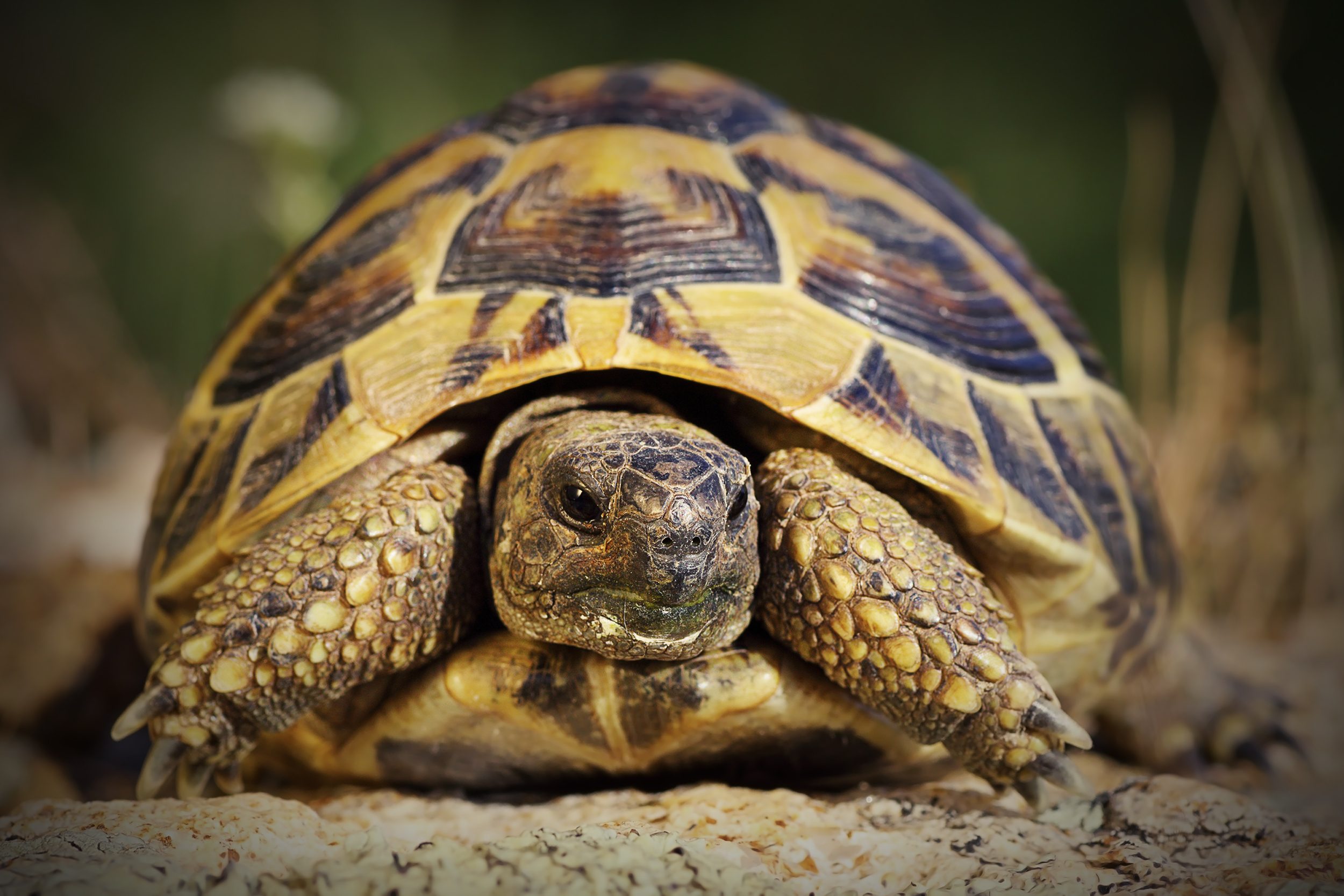 testudo hermanni