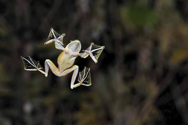 rana volante