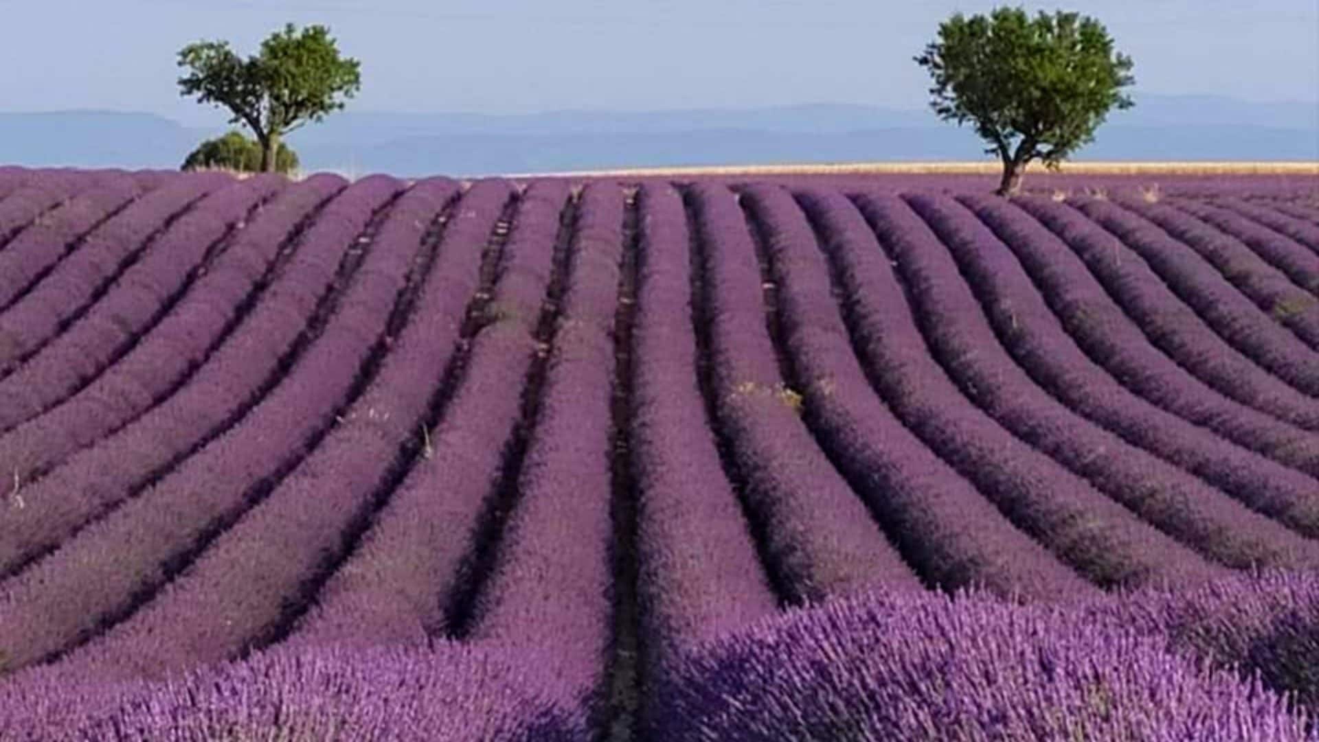 La città che chiede ai turisti di essere visitata solo dal lunedì al giovedì: "Non ce la facciamo più"