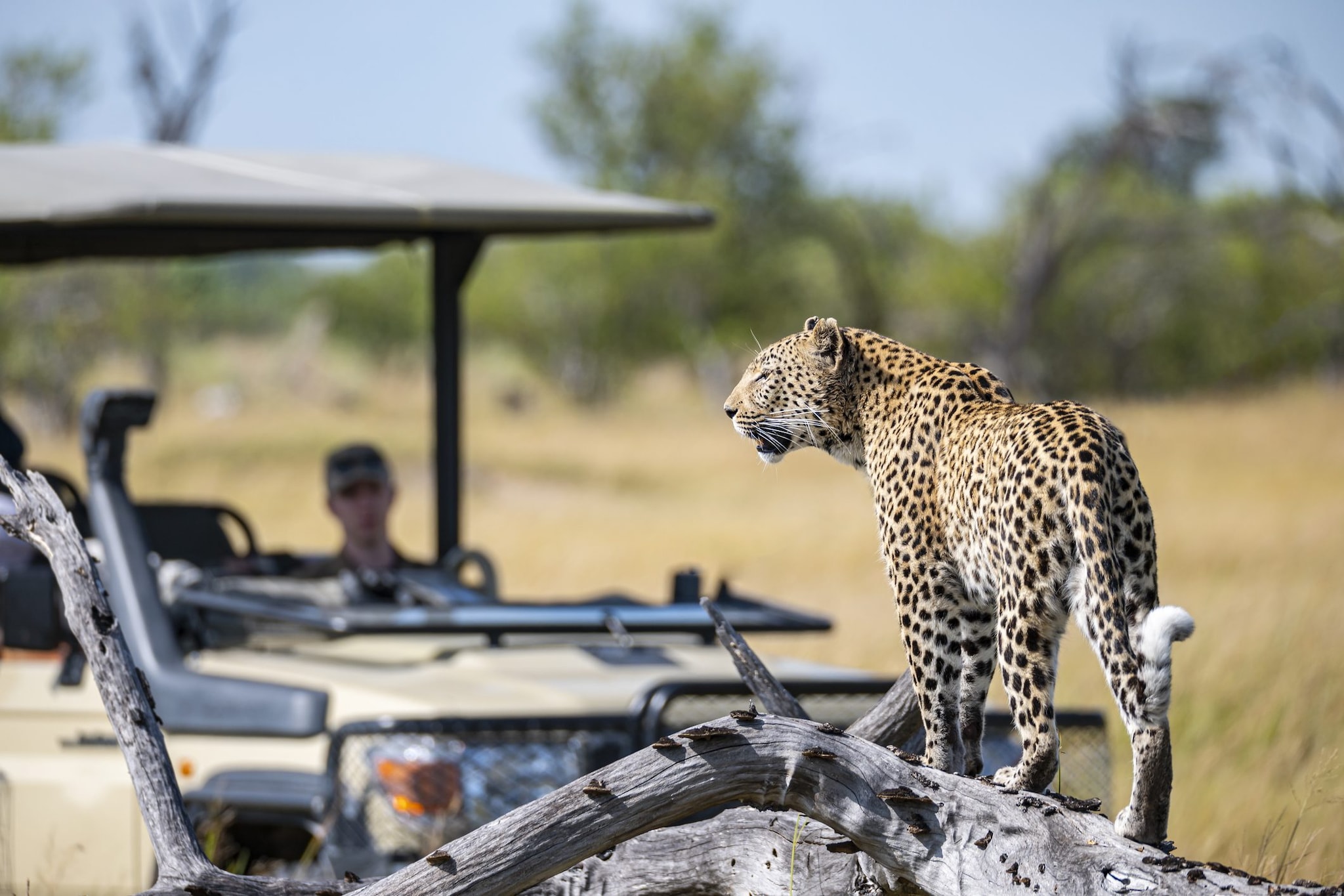Delta dell’Okavango, Botswana