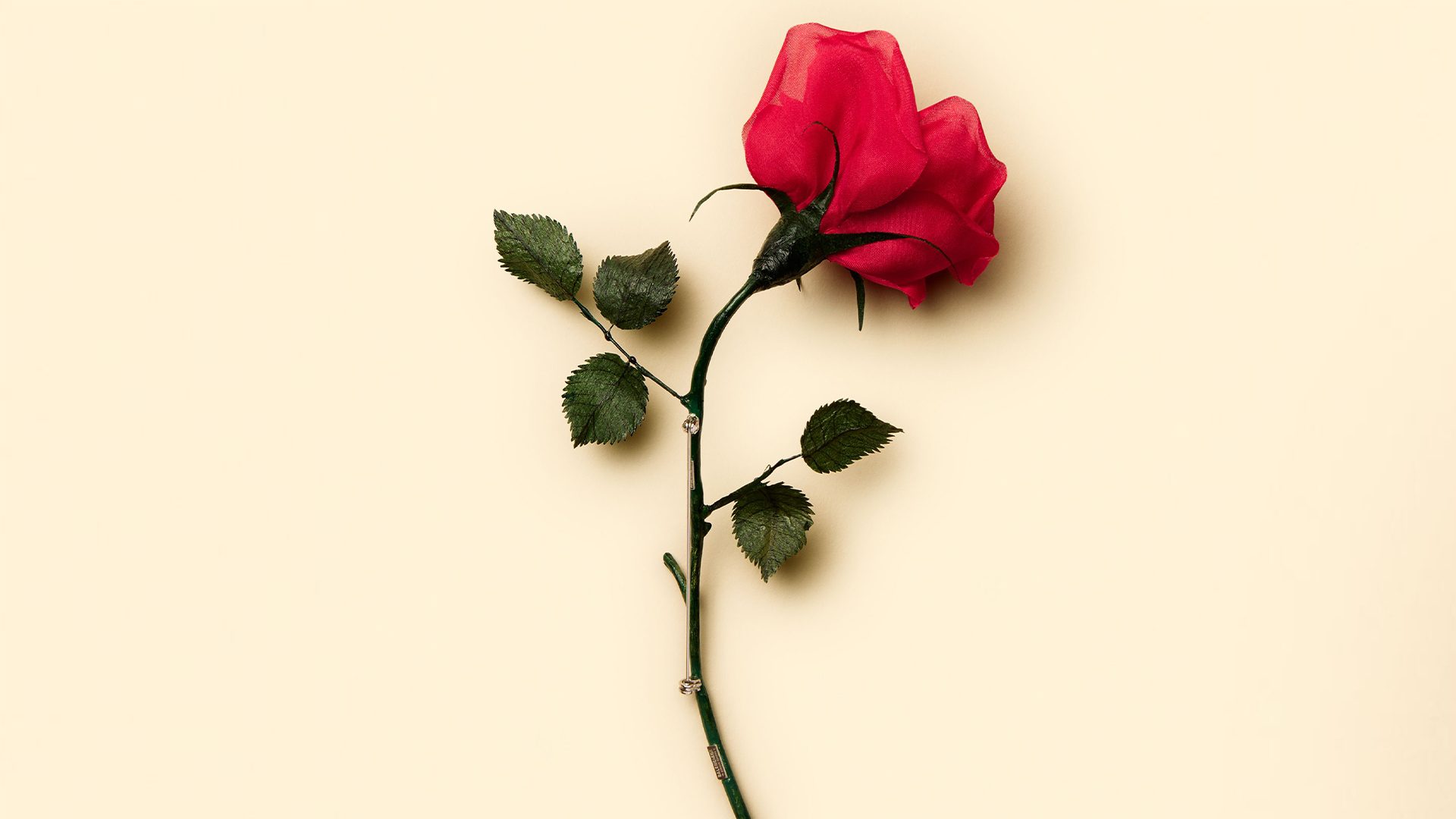 Come è fatta la rosa più cara al mondo che costa 4500 euro