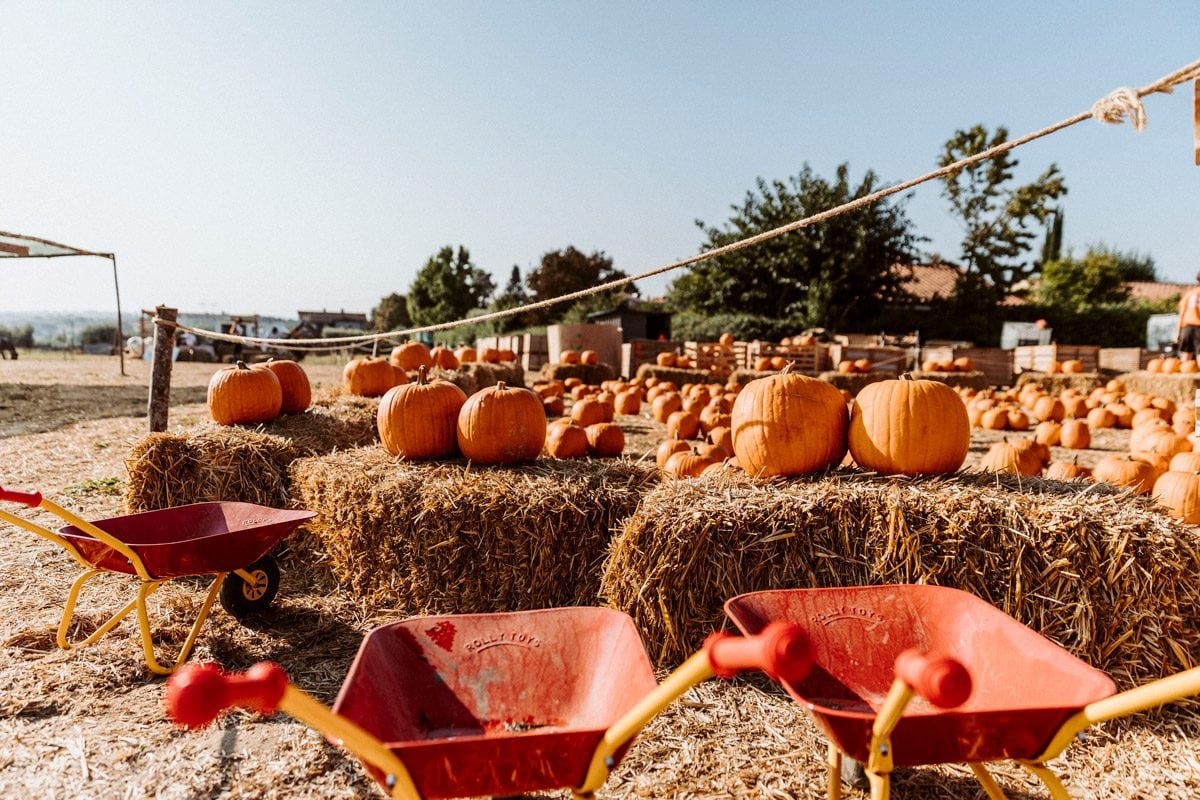 Fattoria della Zucca