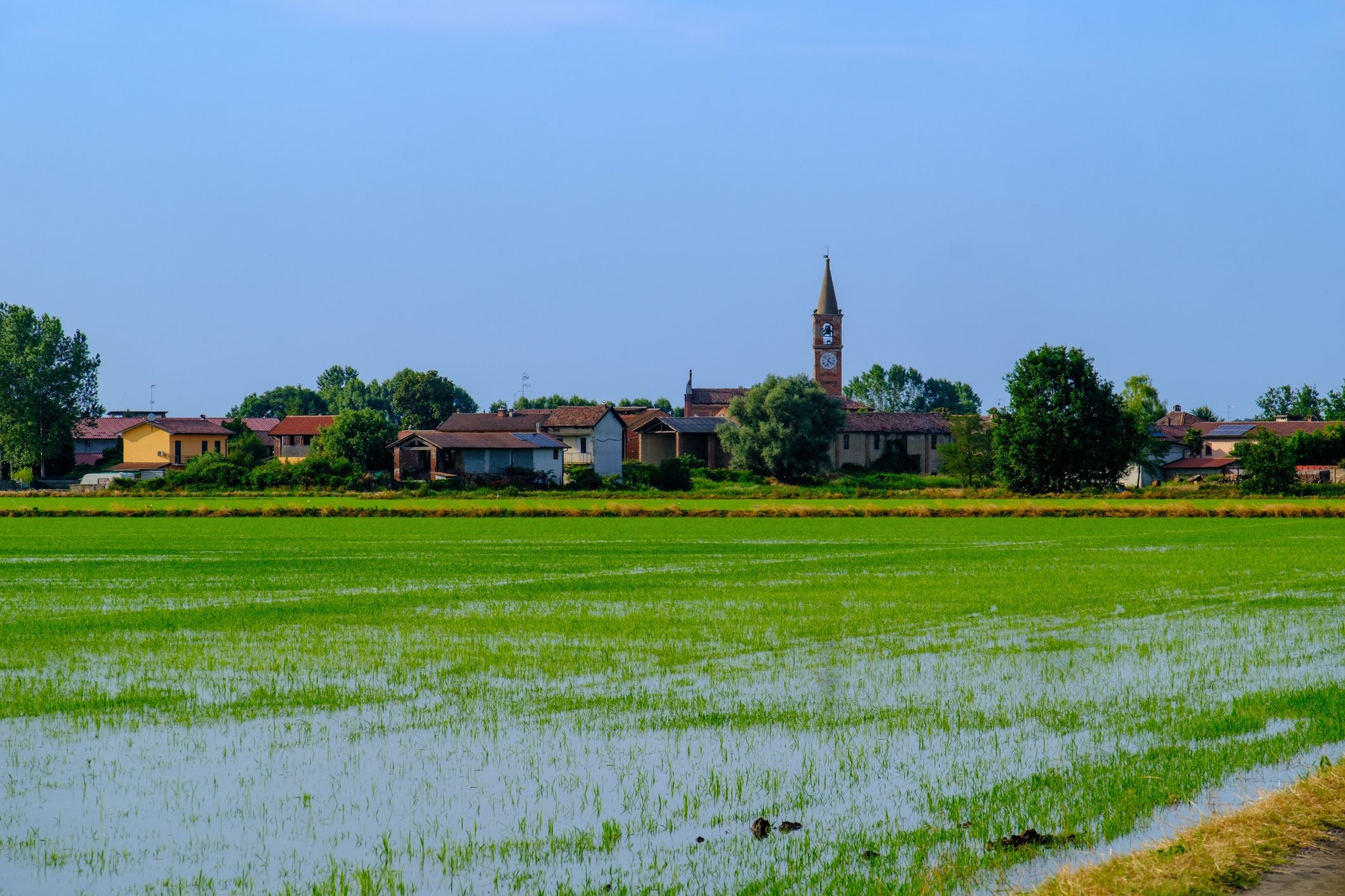 Un campo di riso nella campagna lomellina