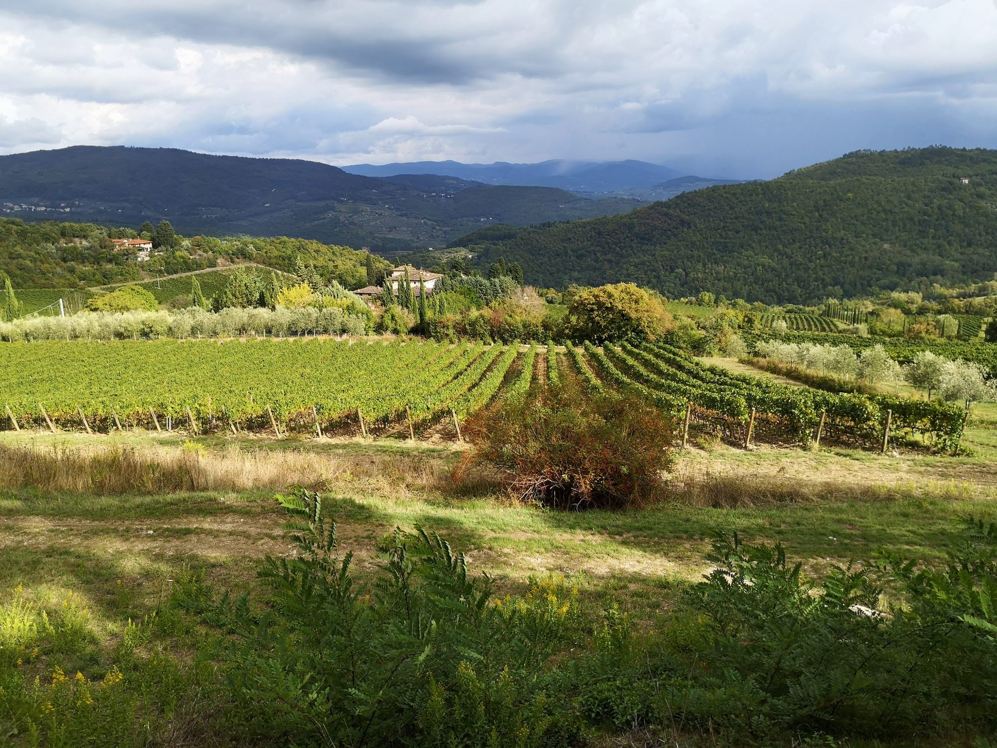 Vigneti Chianti a Rufina