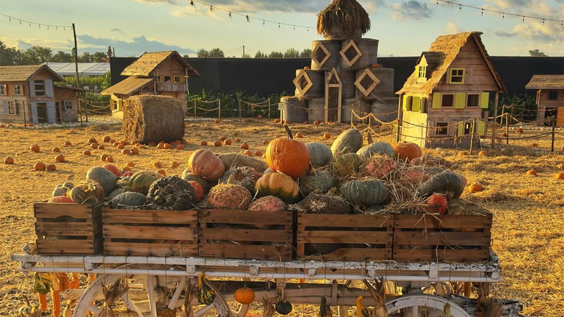 Campi di zucche in autunno 2025, quali visitare in Italia e dove trovare i più belli