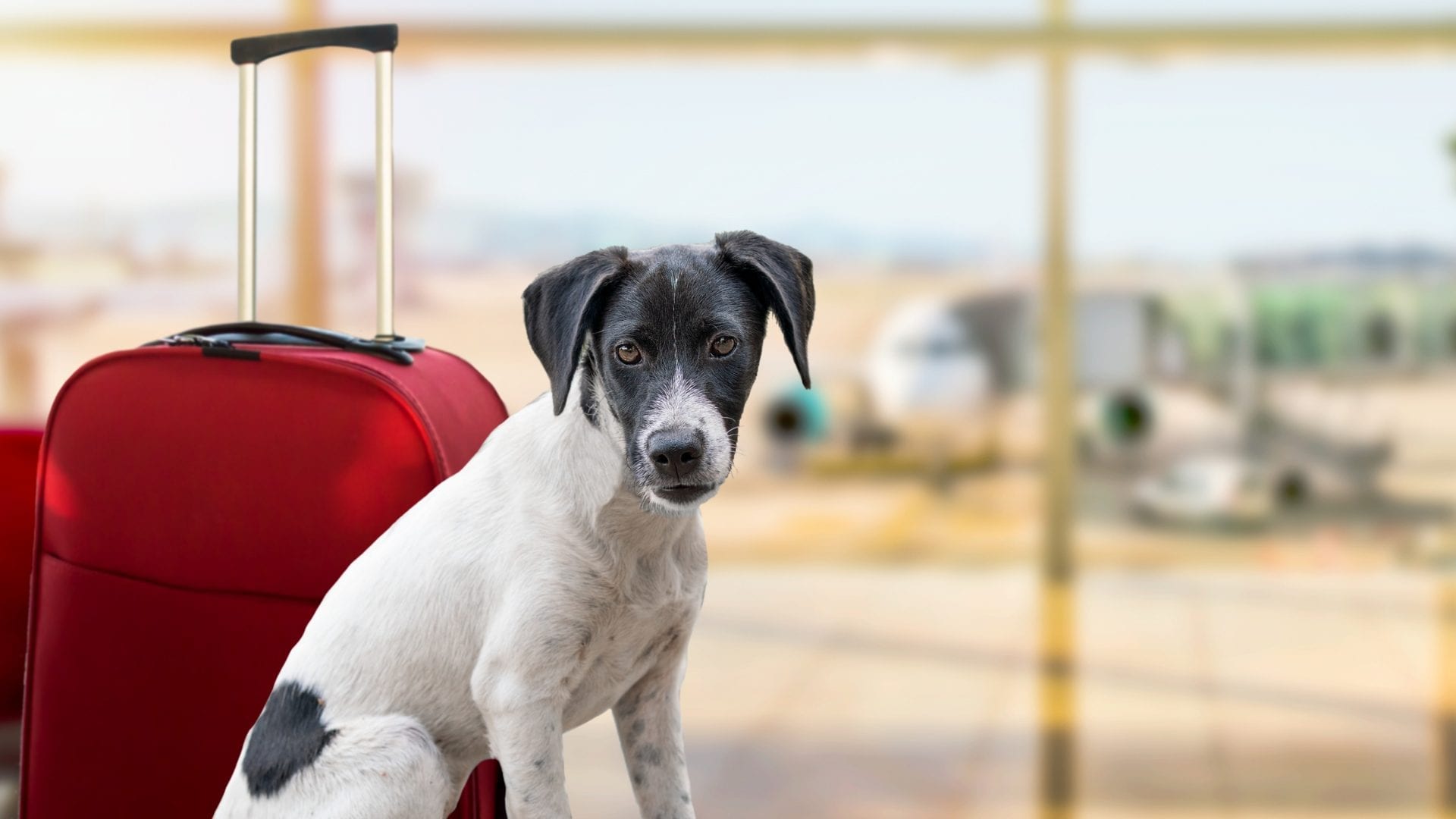 Cosa cambia nei voli ora che i cani grandi possono viaggiare in cabina: le nuove regole in base alle compagnie aeree