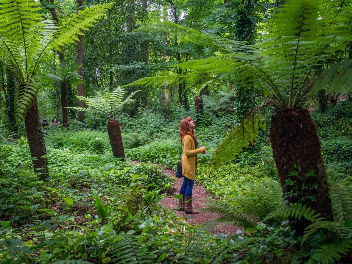 Il Fern Garden