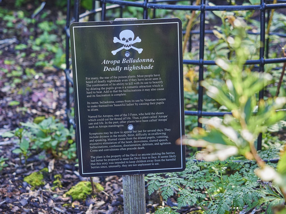 Dettaglio Poison Garden