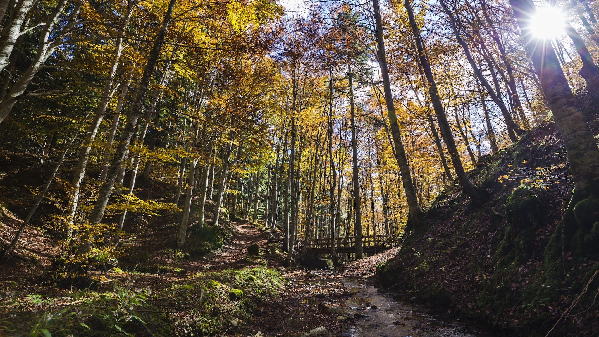 Autunno nelle foreste casentinesi
