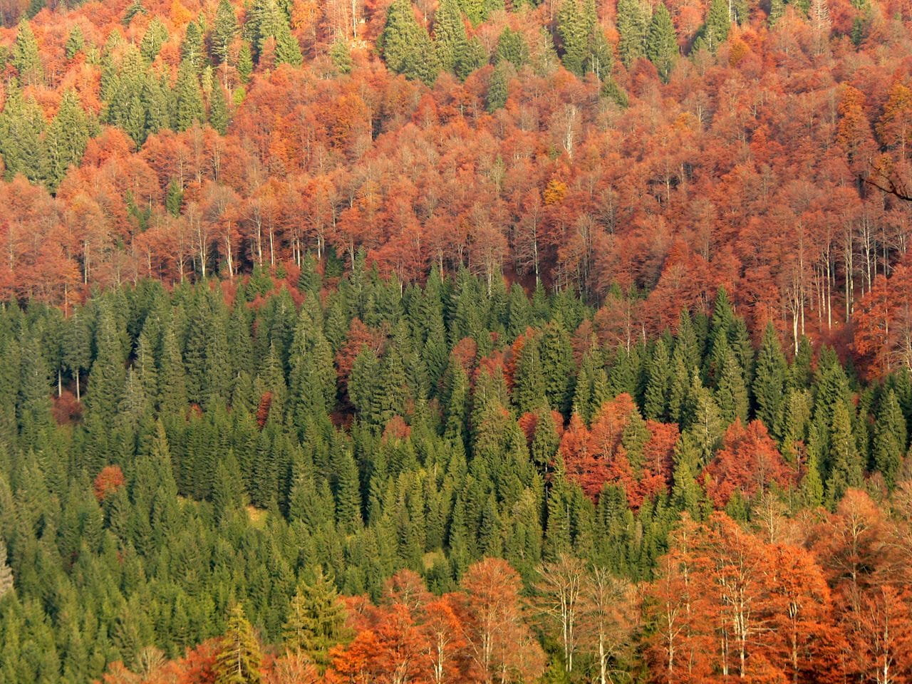 I colori della Foresta del Cansiglio in autunno