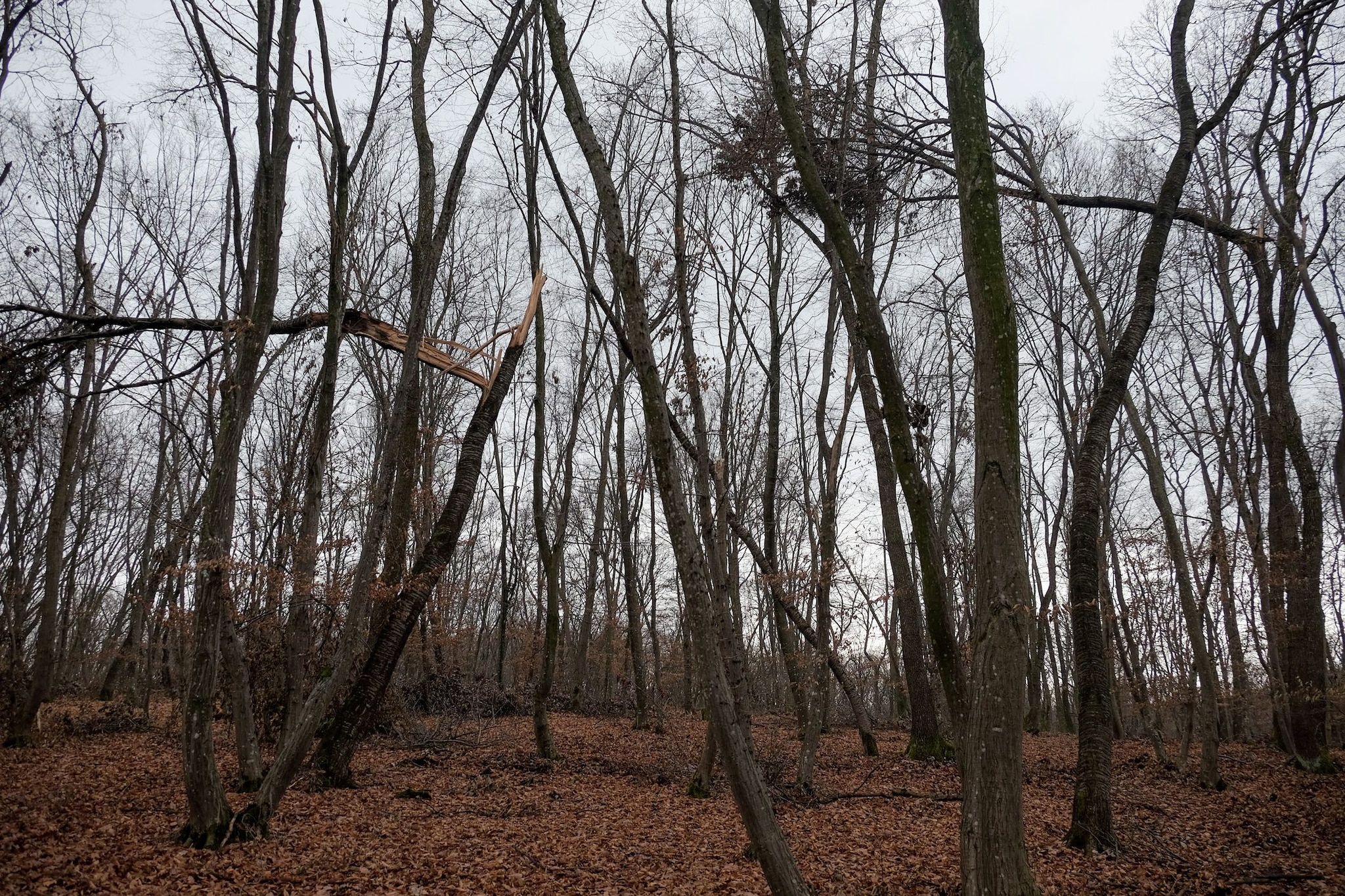 Foresta di Hoia Baciu, Romania