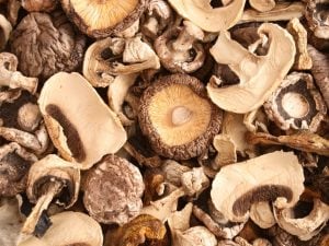 Funghi-300x225.jpg