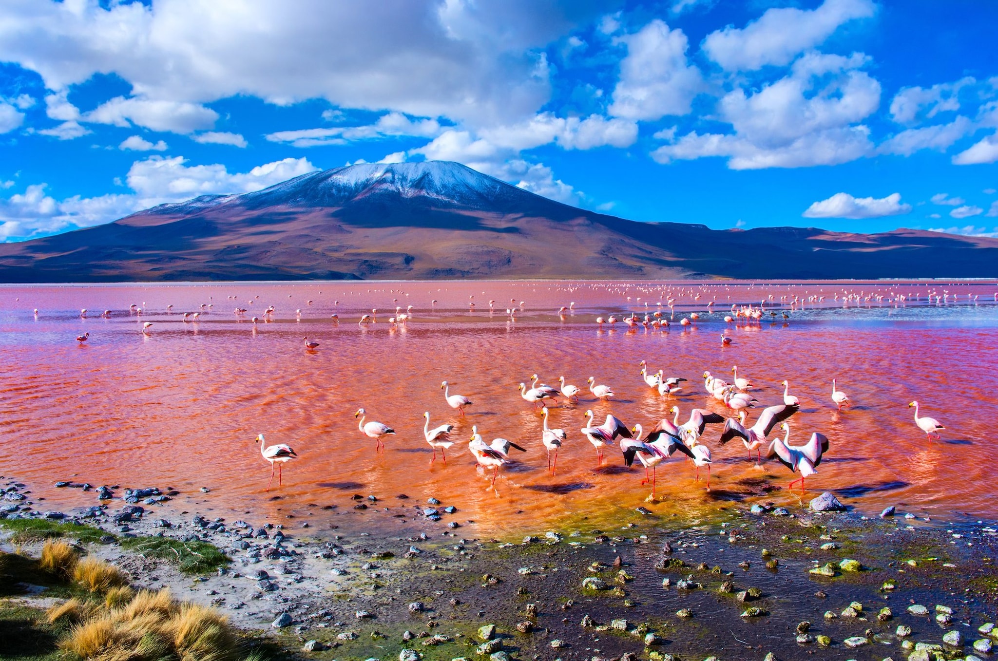 Laguna e fenicotteri rosa