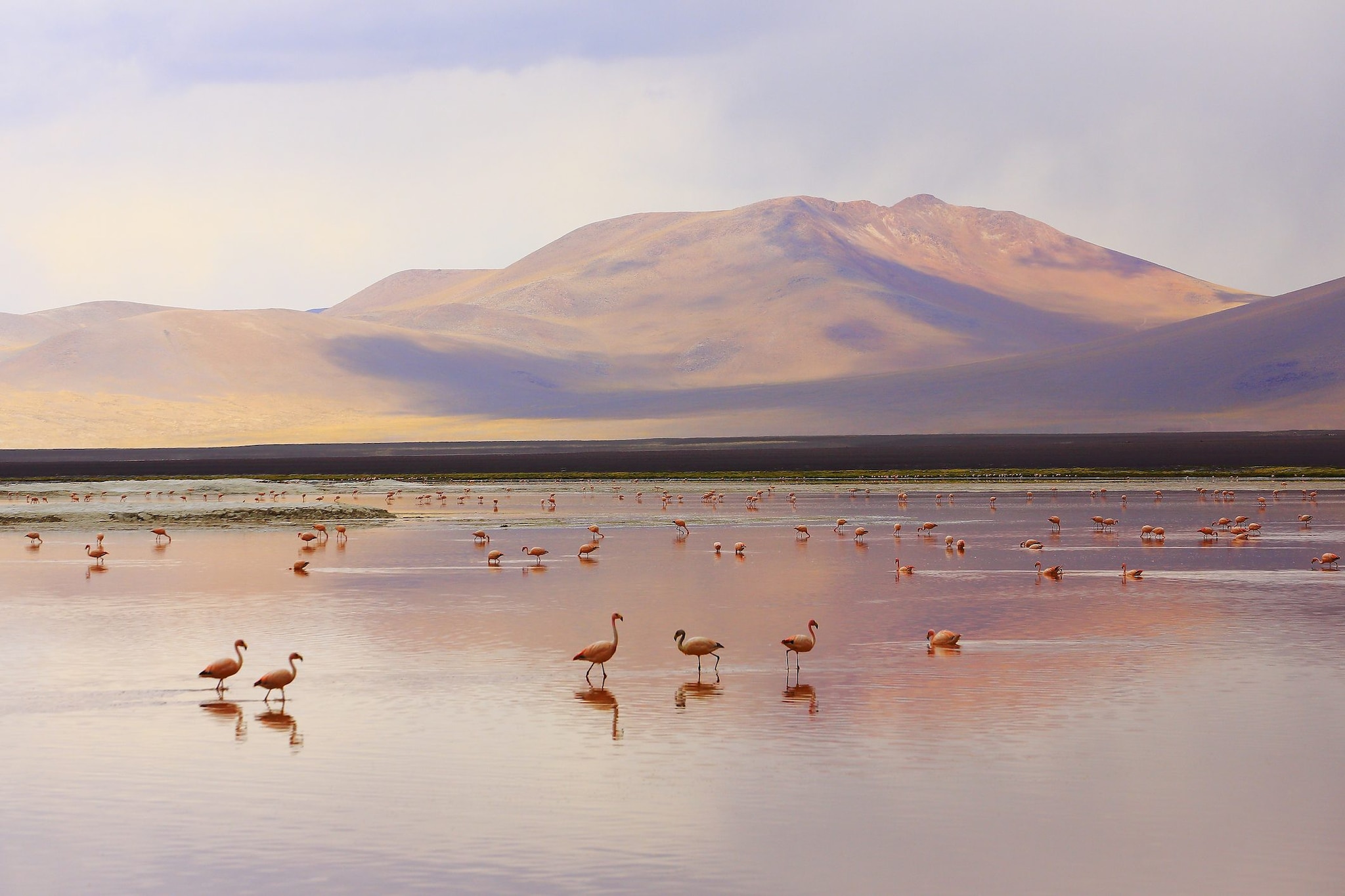 Laguna Colorada e fenicotteri rosa