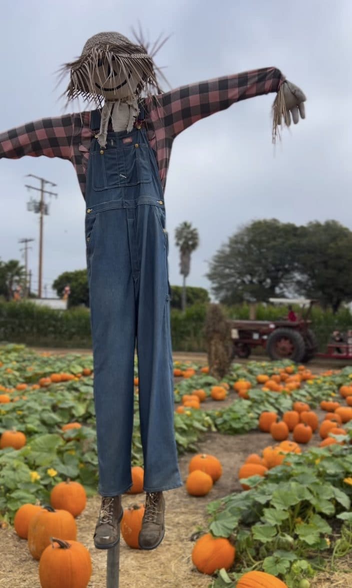 Il campo di zucche visitato da Harry e Meghan