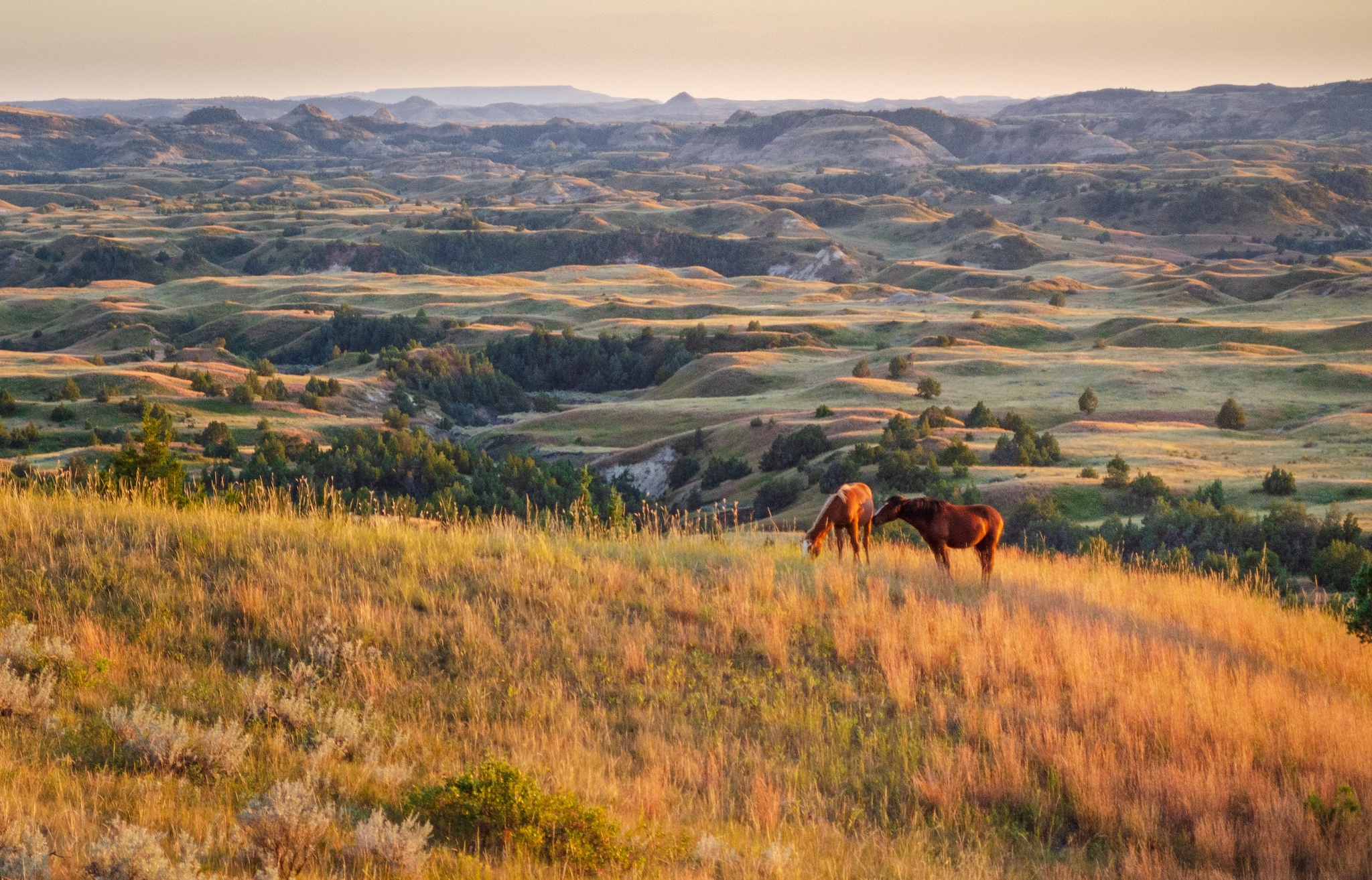 Theodore Roosevelt National Park