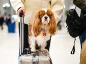 Da oggi gli animali domestici sui voli verranno classificati come bagaglio