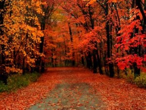 autunno-colori-300x225.jpg