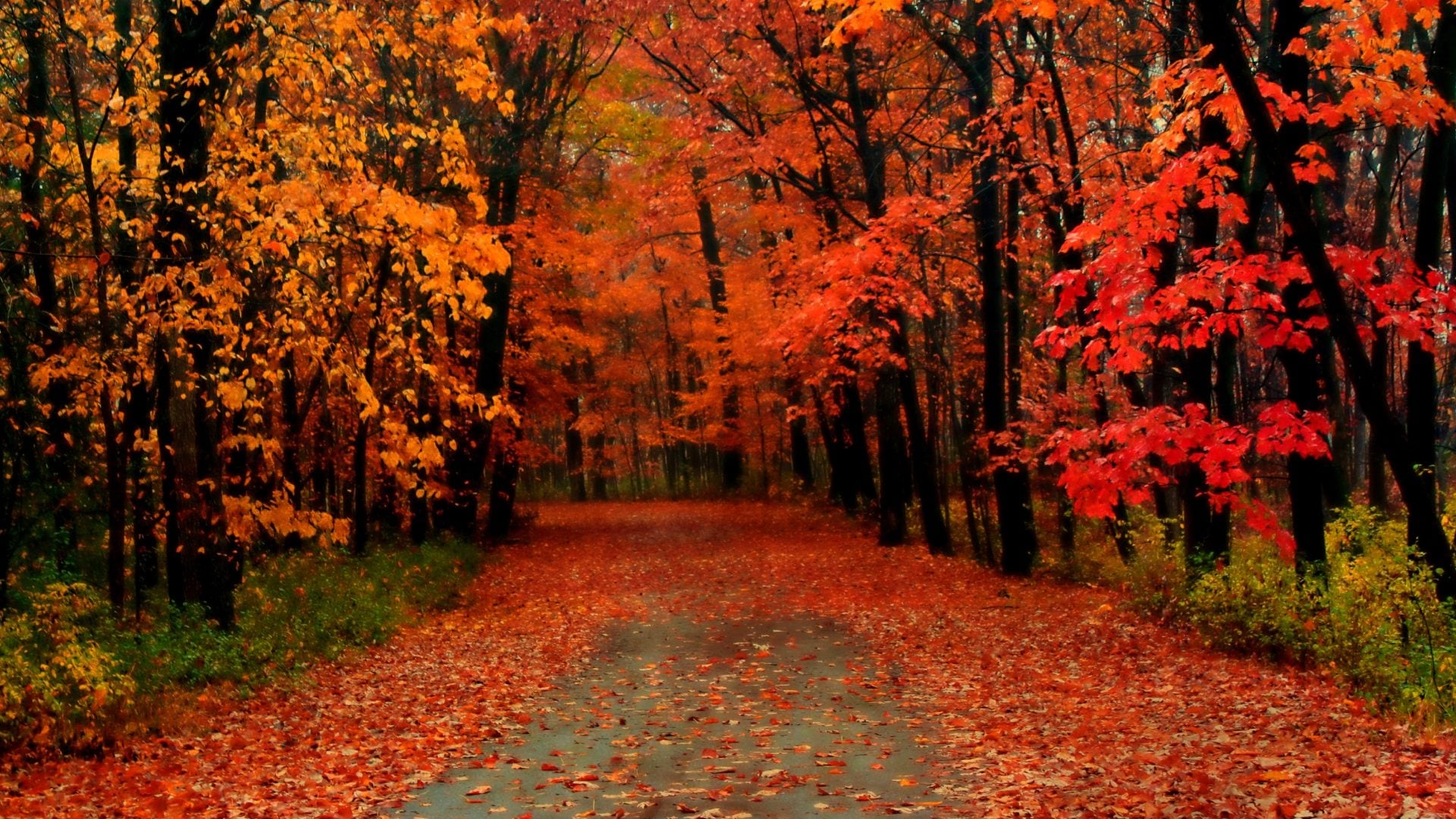 I 6 luoghi in Italia dove ammirare il foliage d'autunno, dal Trentino alla Puglia i posti più suggestivi