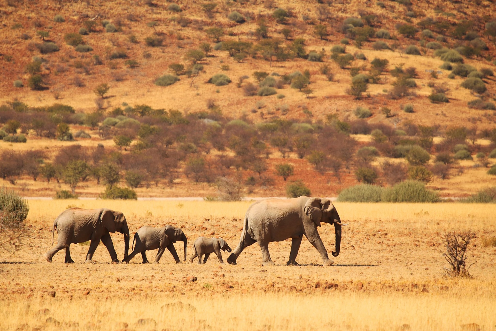 Elefanti nel deserto, Namibia