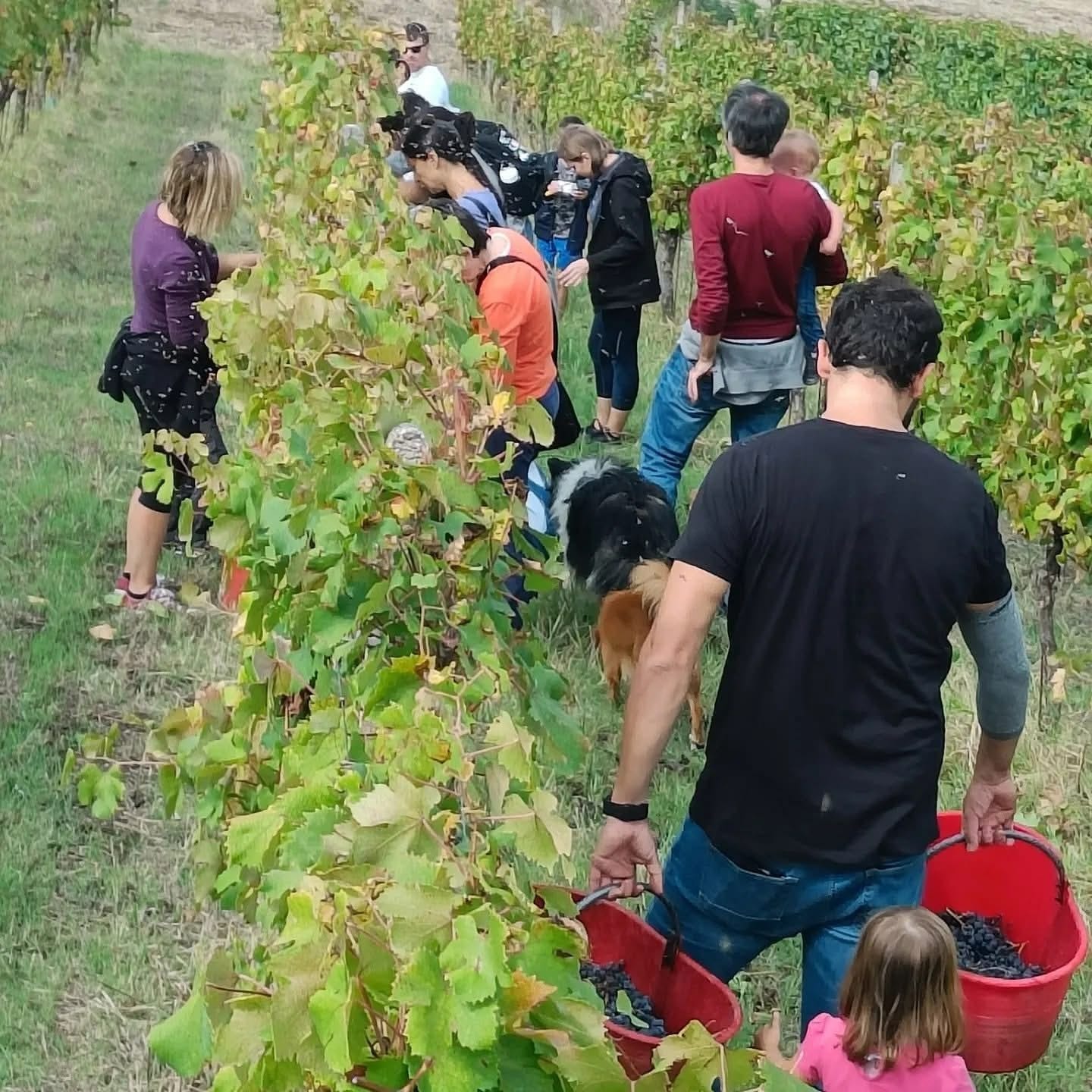 L’evento Cantine Aperte