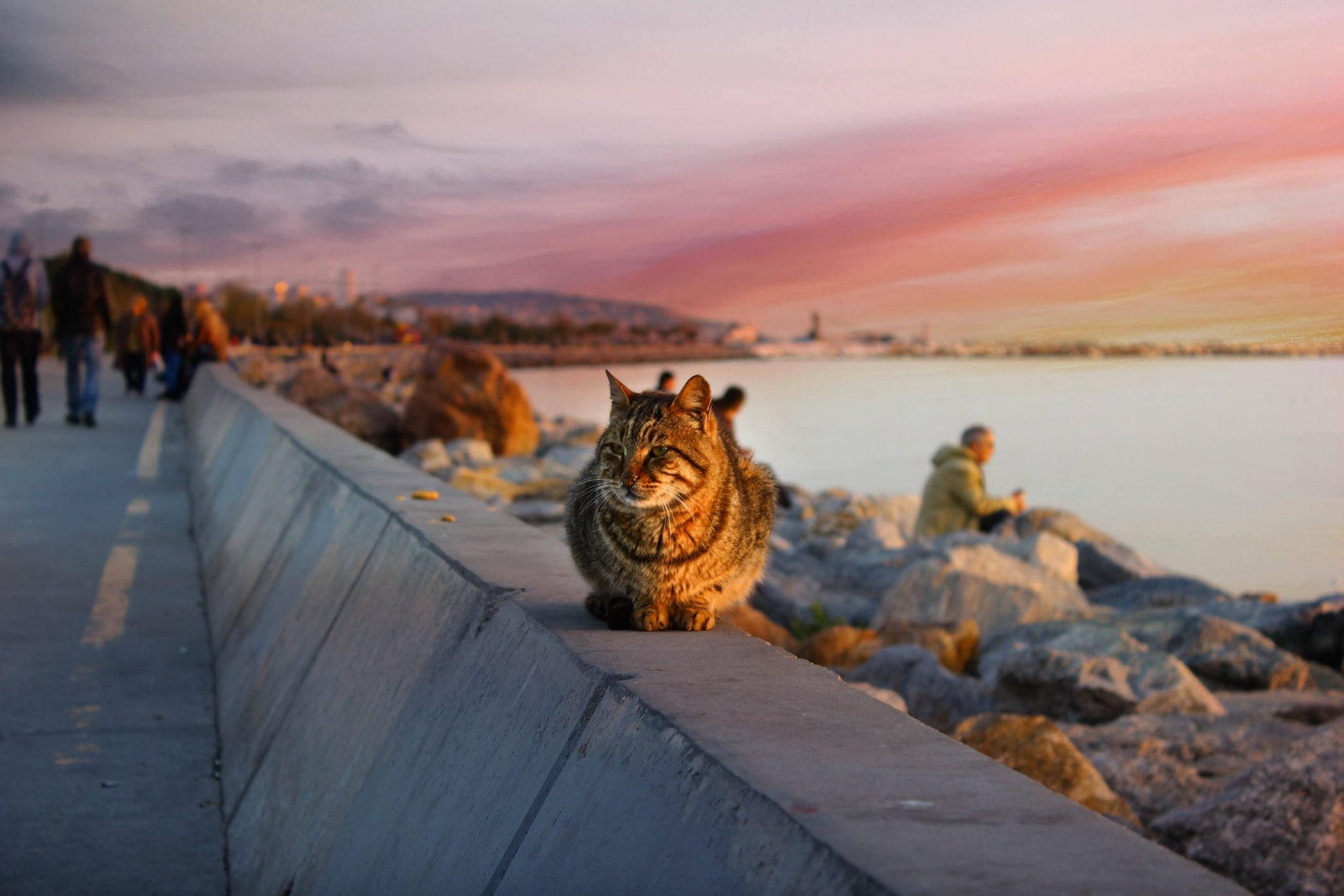 Gatto sulla spiaggia di Istanbul