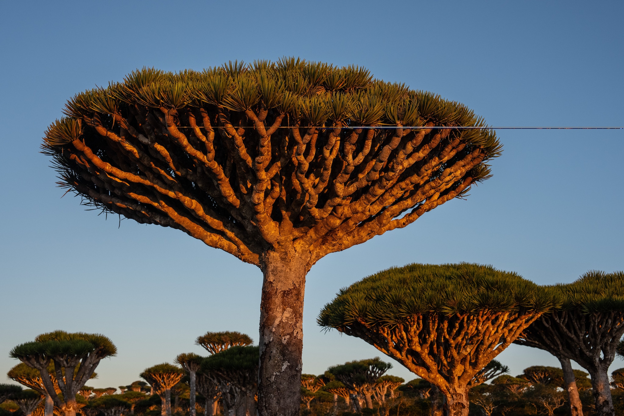 Dracaena Cinnabari di Socotra